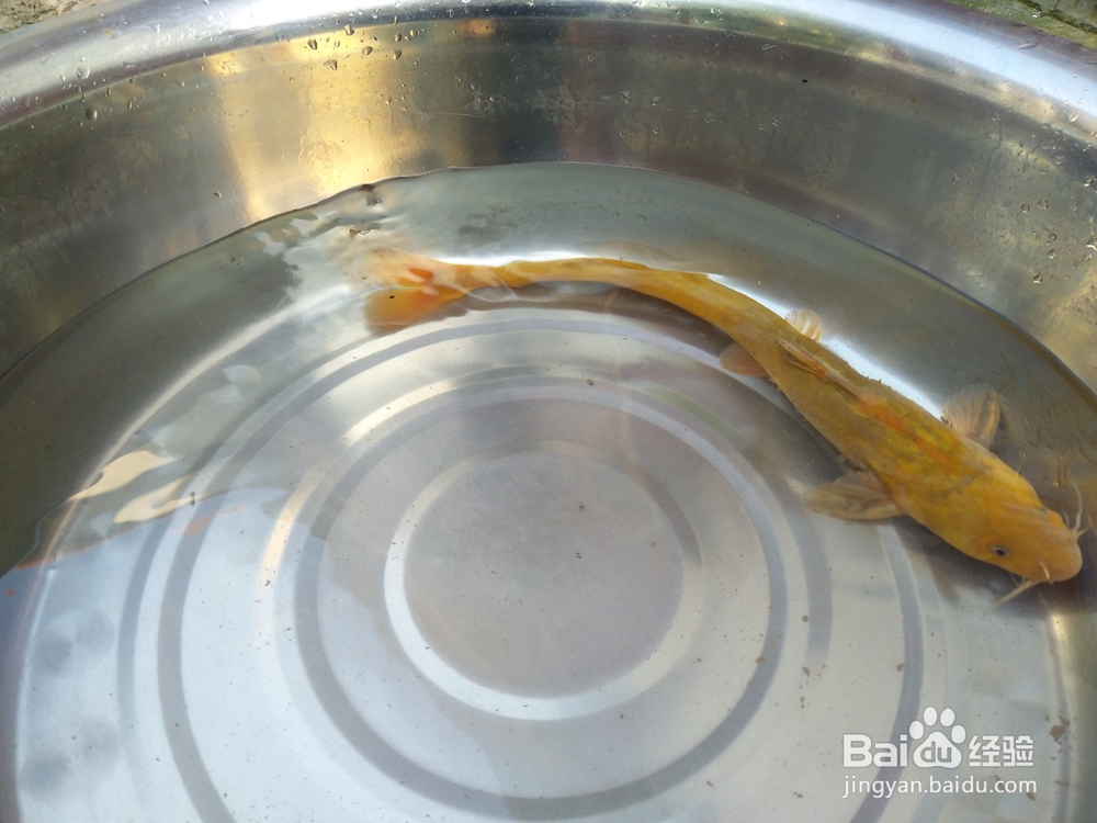 黄河钓鱼的正确方法