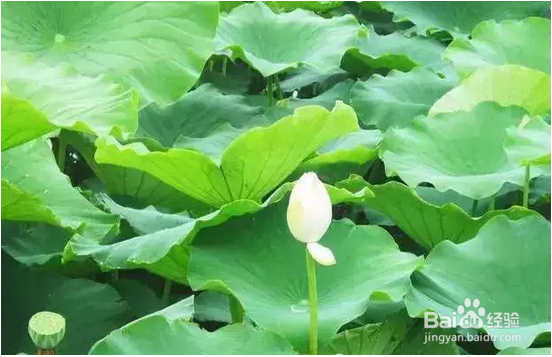 荷叶泡水喝的益处，健体护身