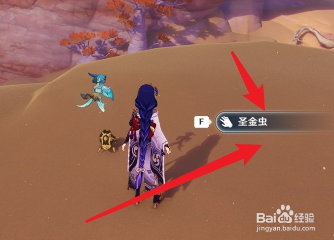 原神圣金虫怎么采集