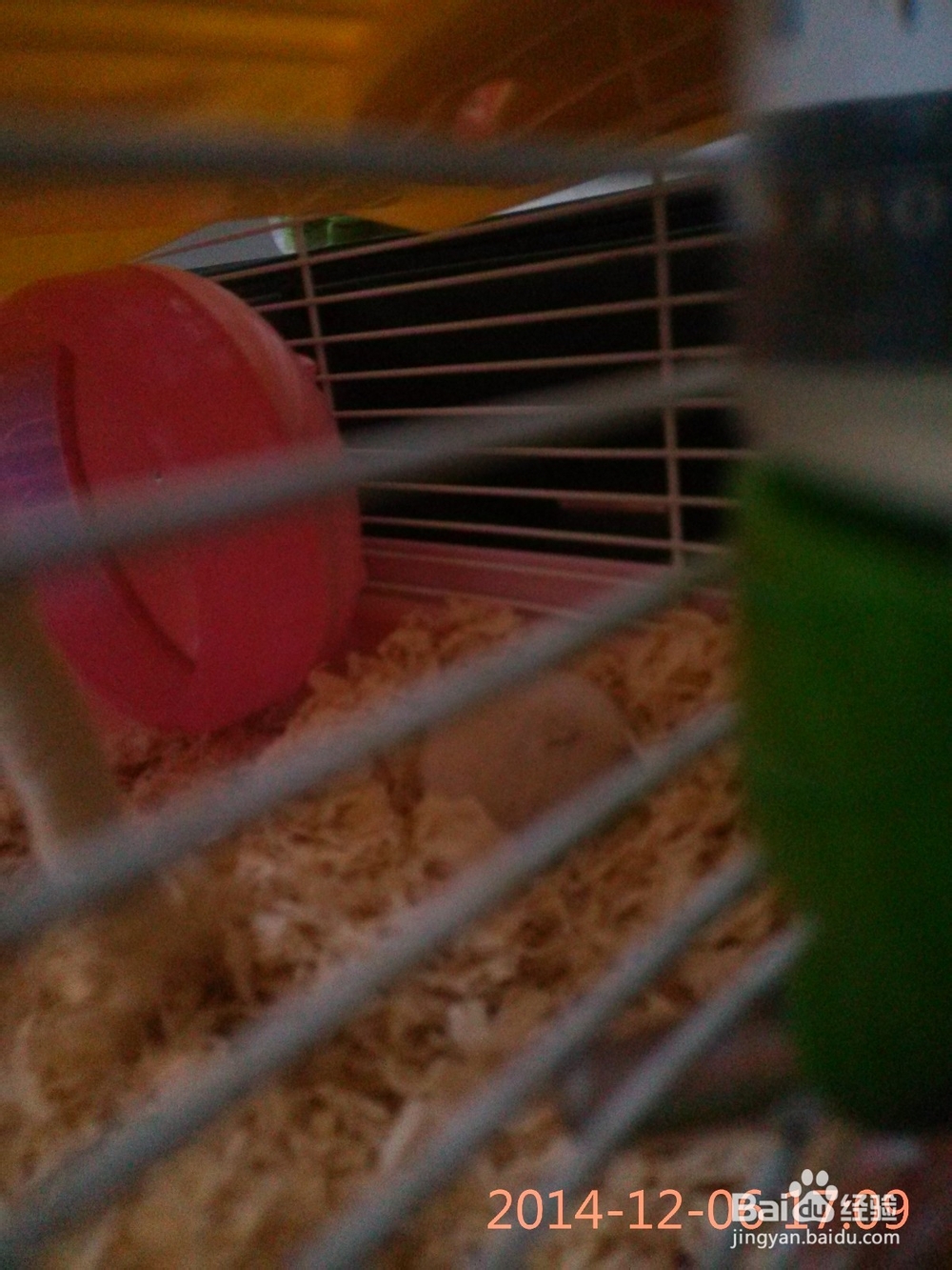 我的小仓鼠：[1]测试：我适合养仓鼠吗？