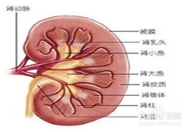 适合秋季养生食用的粥：[2]