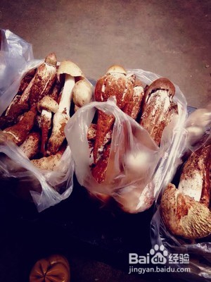 鸡枞菇的做法