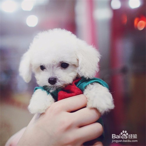 怎么照顾捡来的流浪狗