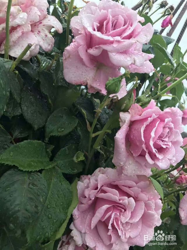 保加利亚玫瑰纯露 玫瑰纯露的使用方法