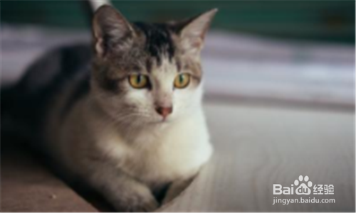 猫怕人怎么办