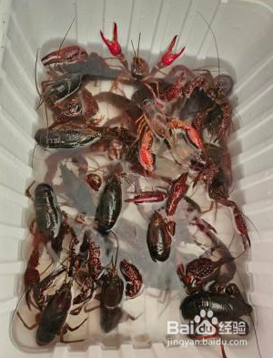 麻辣小龙虾怎么做