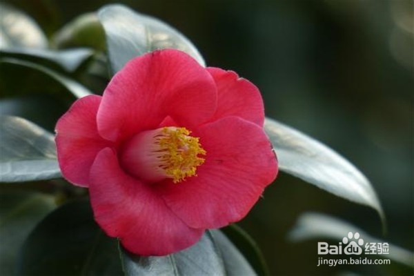 山茶花的养殖方法和注意事项都有什么?