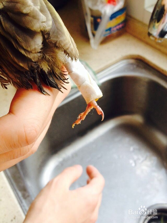 家中自救断腿小鸟的方法-仅供参考