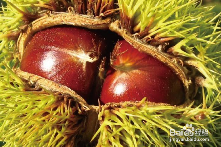 板栗为什么煮了会变黑