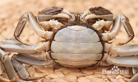 怎么轻松辨别螃蟹公母?