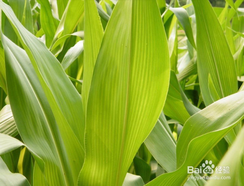 大田玉米最佳收获期三看帮你丰产