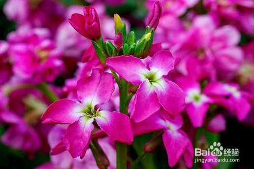 紫罗兰黄叶怎么办？