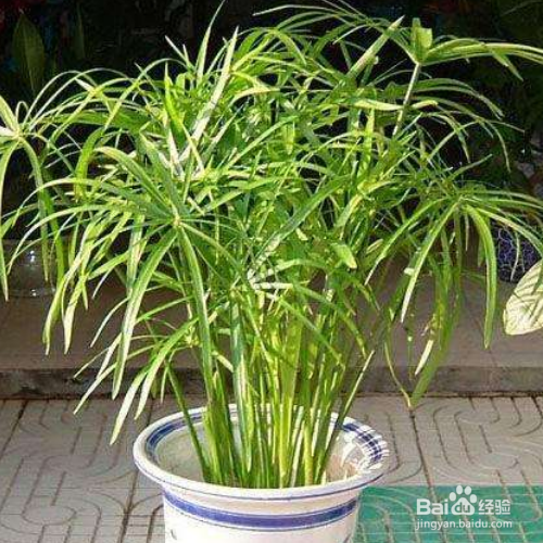 家里养的竹子叶子发黄怎么办？