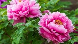 牡丹冬天养殖方法