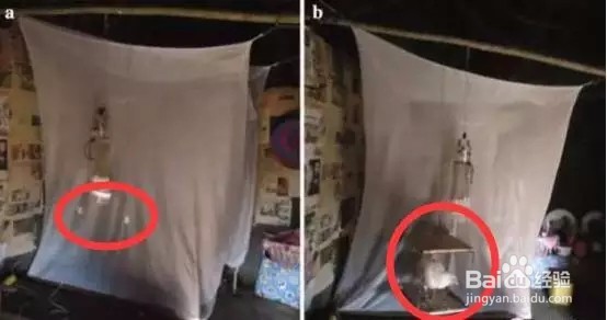 鸡能驱蚊,正被蚊子虐的你，不妨试床头放只鸡