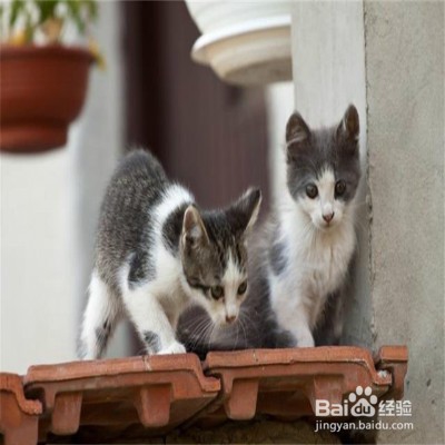 猫咪经常喜欢躲起来怎么办
