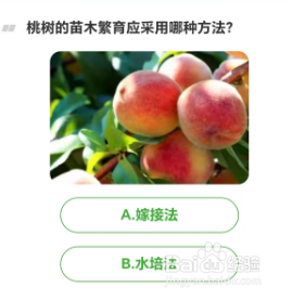 桃树的苗木繁育应采用哪种方法?芭芭农场11.3