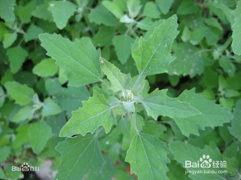 可以吃用的野菜，和它们的功效