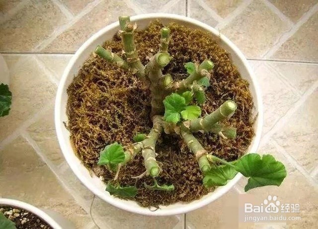 天竺葵如何重剪