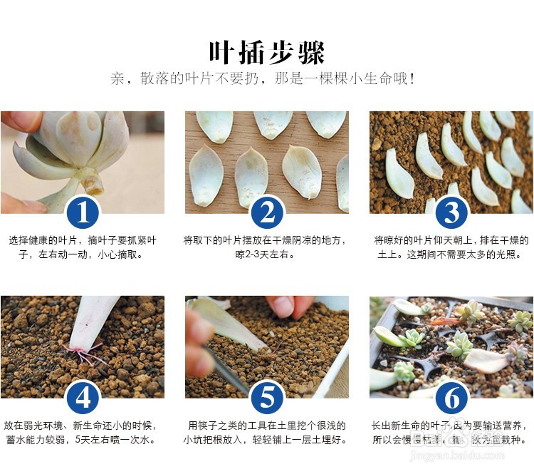 多肉叶插的方法步骤