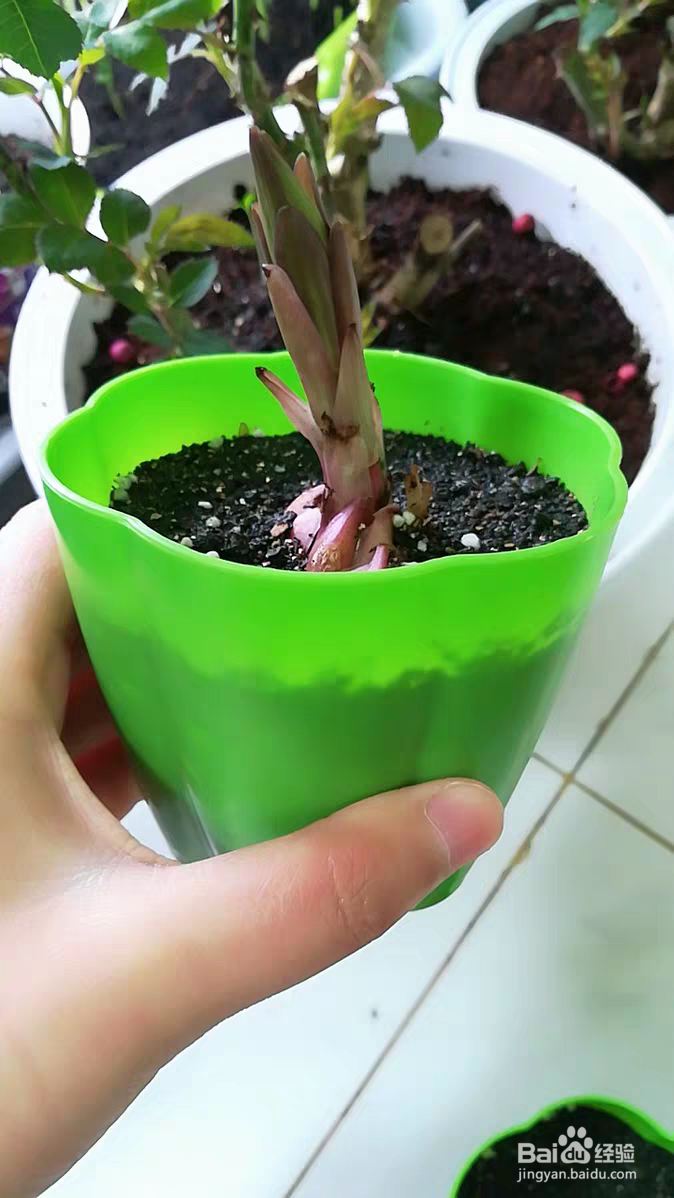 香水百合阳台试种