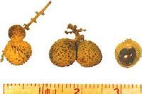 如何鉴别桂圆与疯人果