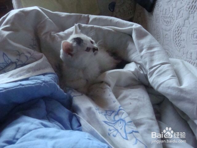 小猫掉毛怎么办