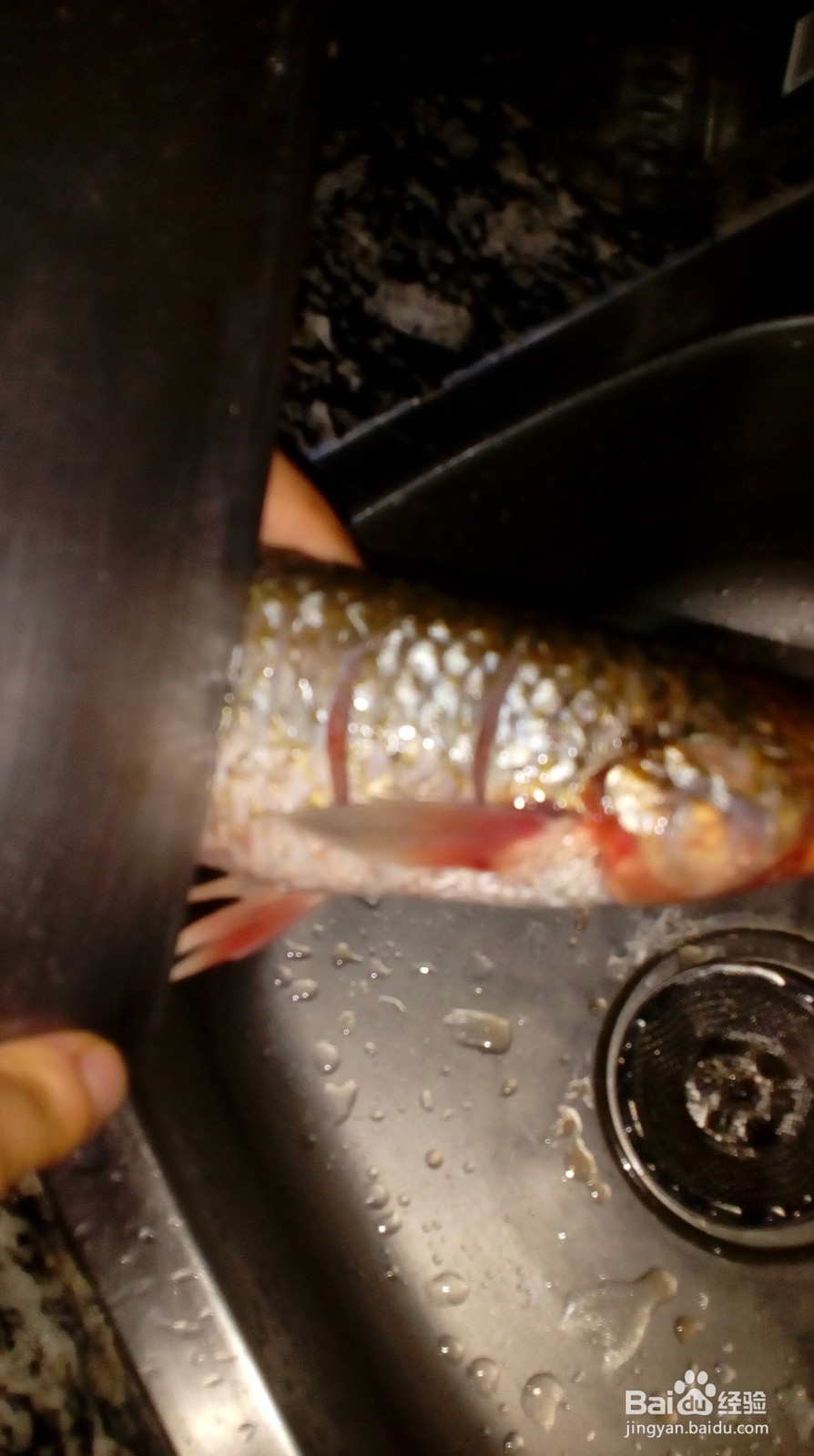 红烧梭鱼很好吃