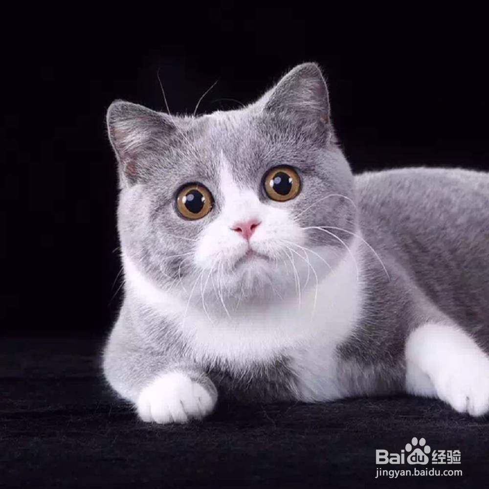 如何快速区分美短 和 英短