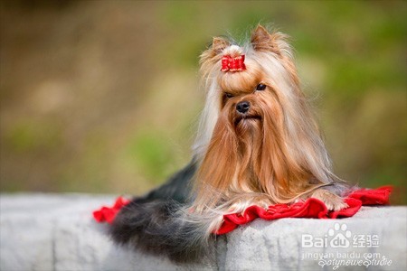 约克夏好养吗？约克夏应该怎么养呢？我来解答！