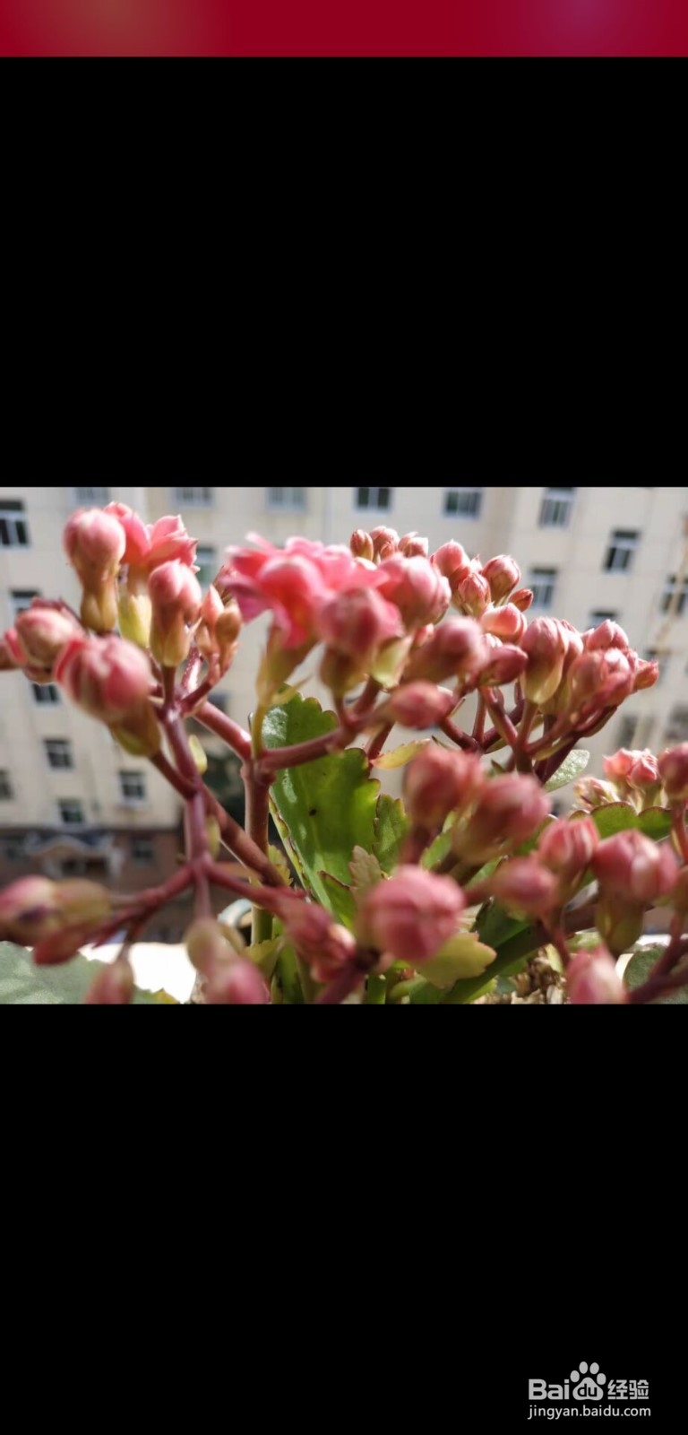 蝴蝶兰怎么养