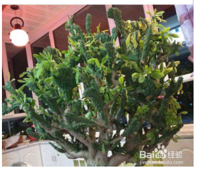 顶楼露天阳台适合种些什么植物？