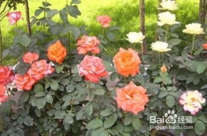 盆栽月季花怎么养