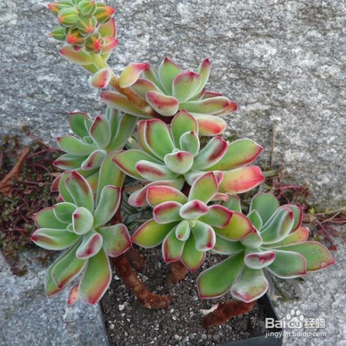 锦晃星叶子发黄、软怎么办?