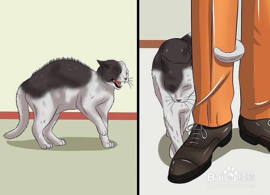 如何让你的猫爱你