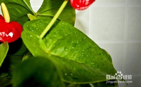 火鹤花和红掌区别是什么