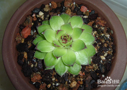 叶子变成珍珠粒，养多肉时如何让它“胖”起来？