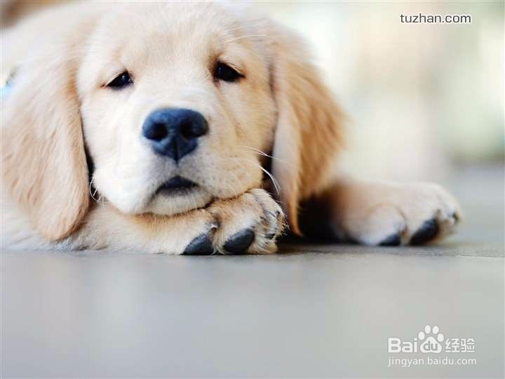 宠物用滴眼液使用方法