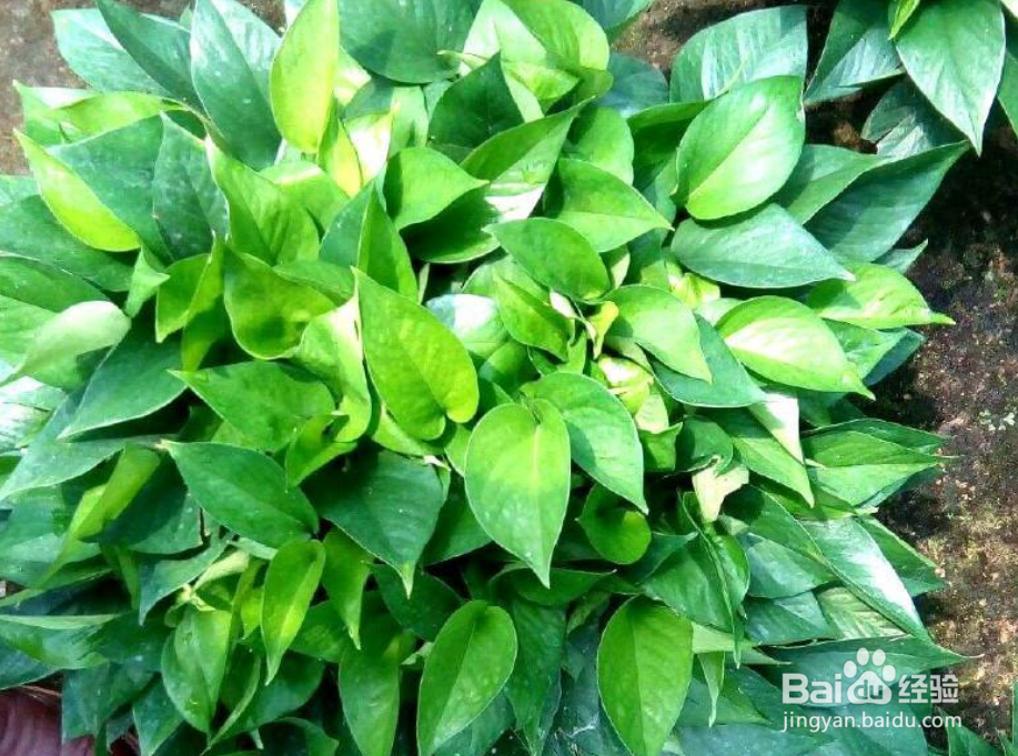 绿箩黄叶子怎么处理