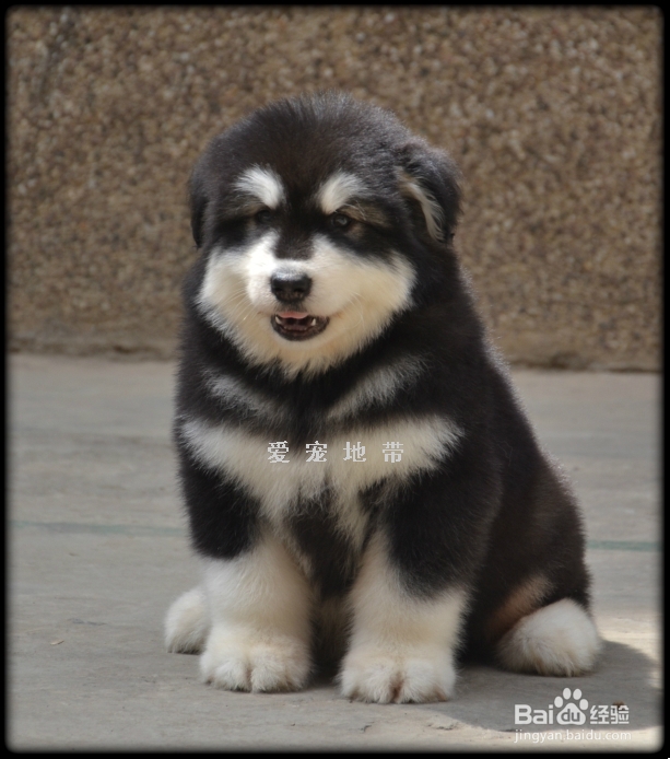 你想知道怎么护理与饲养刚刚抱到家的幼犬吗？？