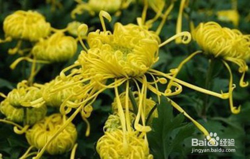 菊花叶子长白斑的解决方法