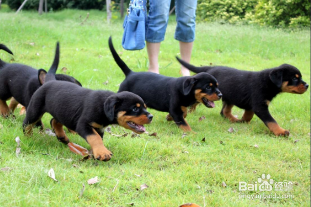 黑狼犬怎么训练?