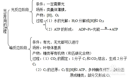 高中生物学习方法：[49]光合作用方法