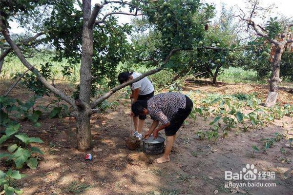 该怎么施用钾肥并了解它的作用呢?