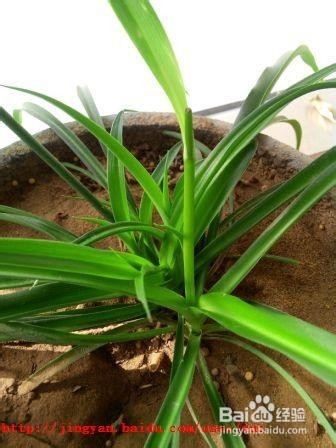 吊兰春季管理方法及注意事项控制匍匐茎太长