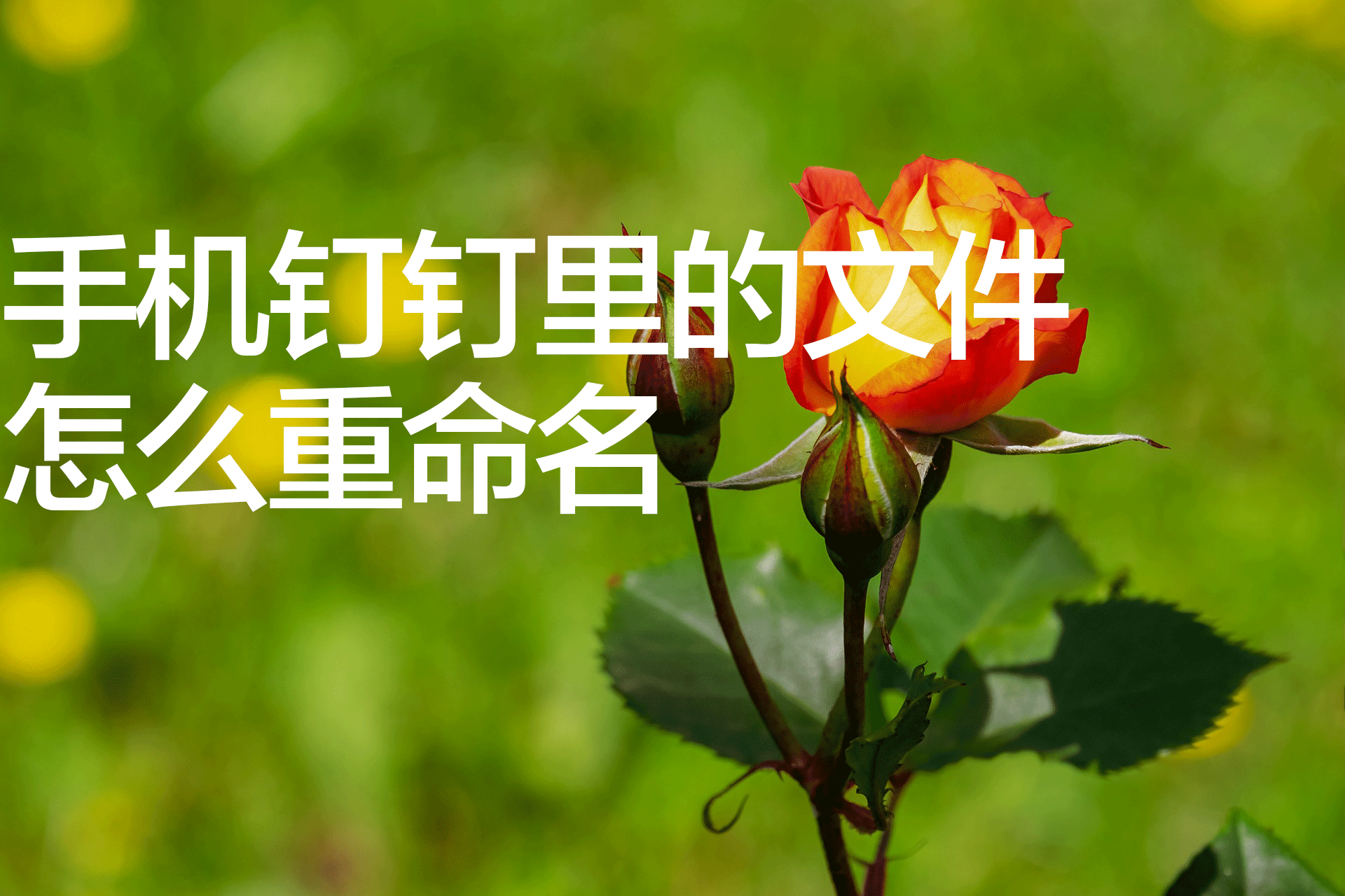 手机钉钉里的文件怎么重命名