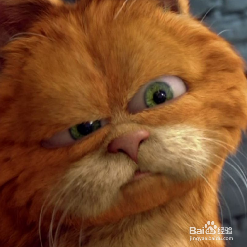 冬天怎么养猫？