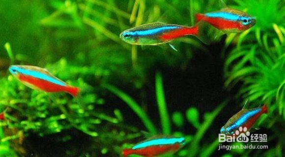 如何养好热带鱼