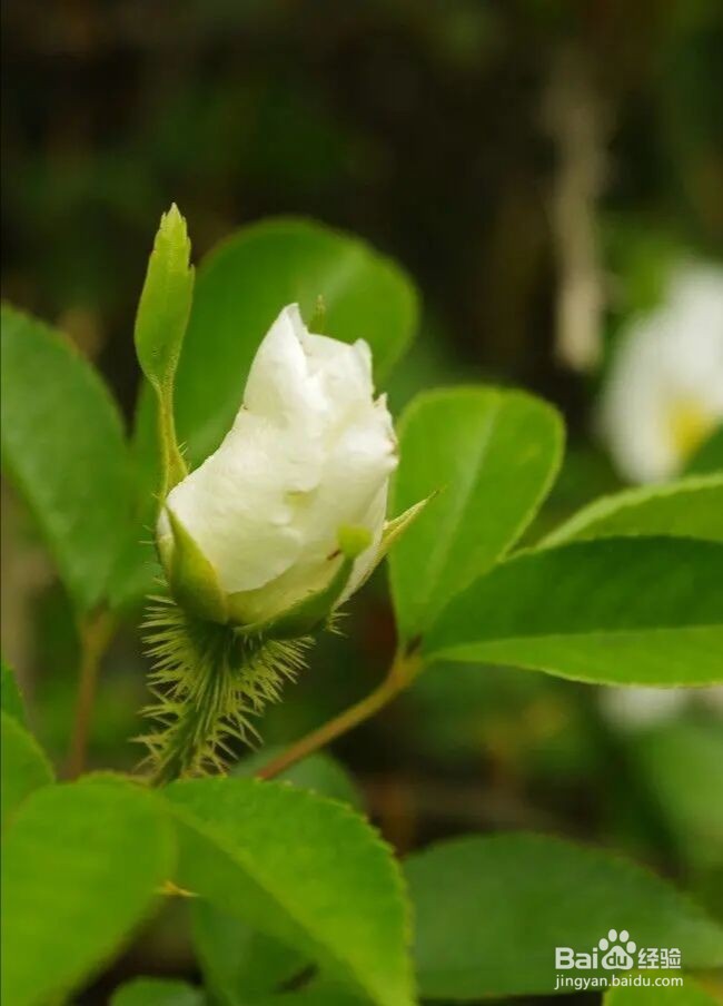 人工授粉是怎么操作的