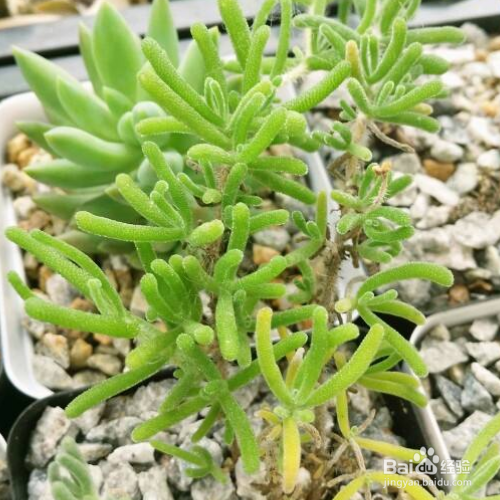 枝干番杏的养殖方法和养殖技巧